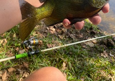 Redbreast sunfish x bluegill