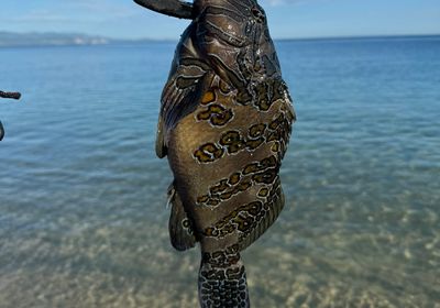 Giant hawkfish