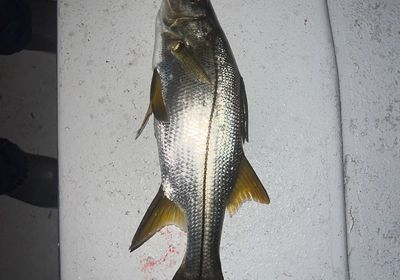 Tarpon Snook