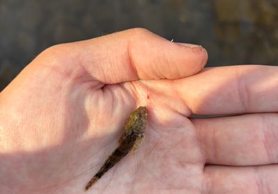 Mottled sculpin