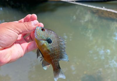 Longear sunfish