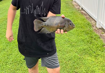 Spotted tilapia