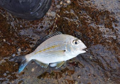 Cape stumpnose