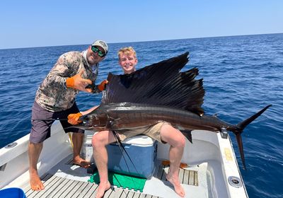 Indo-Pacific sailfish