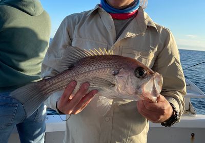 Pearl perch