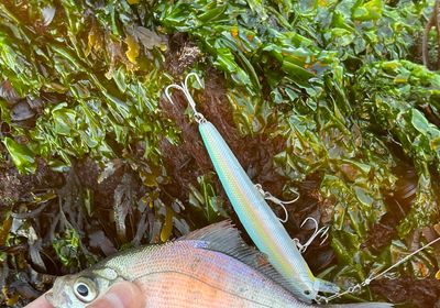 Walleye surfperch