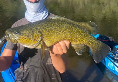 Clarence River cod