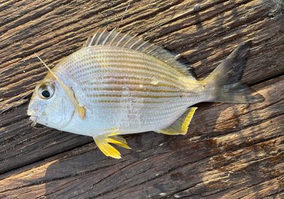 Goldlined seabream