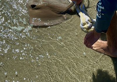 Southern stingray