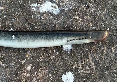 Sea lamprey