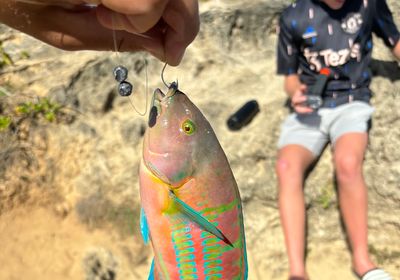 Christmas wrasse