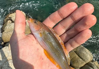 Chameleon wrasse