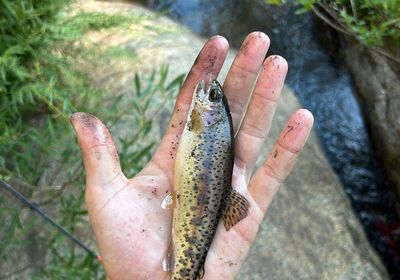 Kern River Rainbow Trout