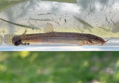 Weatherloach