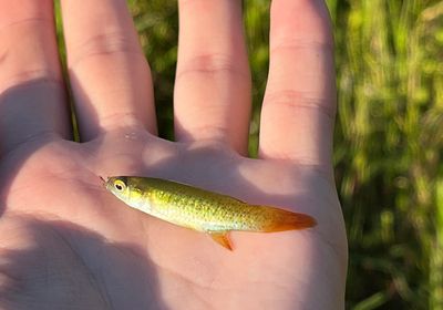 Golden topminnow