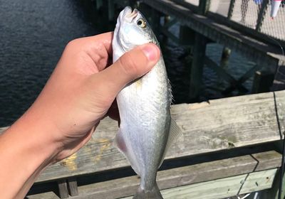 South Bay Lures
