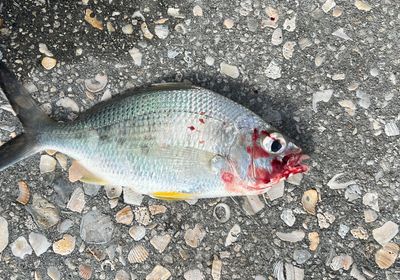 Yellowfin mojarra