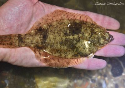 Winter flounder