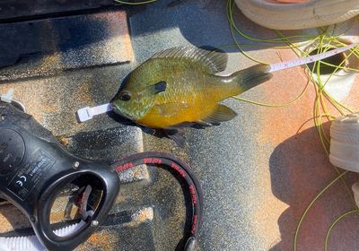 Bluegill x longear sunfish