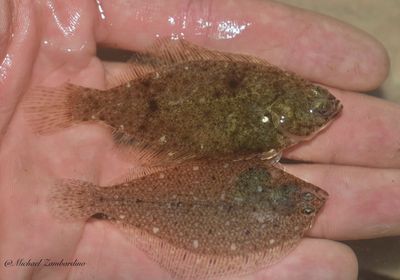 Winter flounder