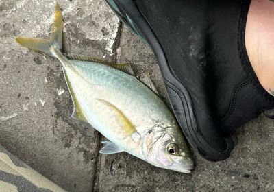 Yellowspotted trevally