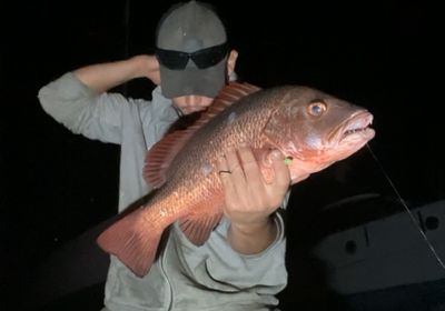 Mangrove red snapper