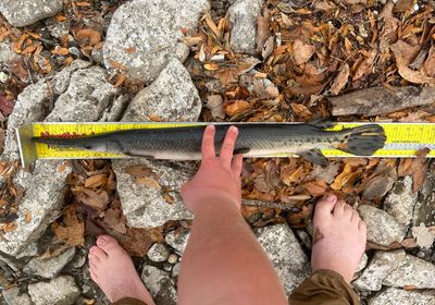 Shortnose gar