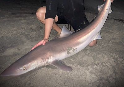 Tope shark