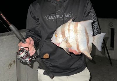 Atlantic spadefish