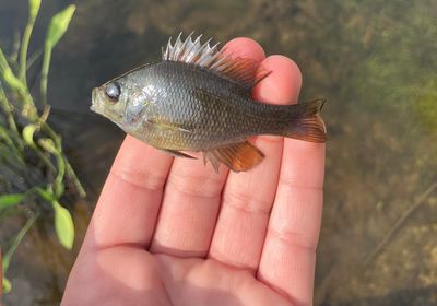 Redspotted sunfish