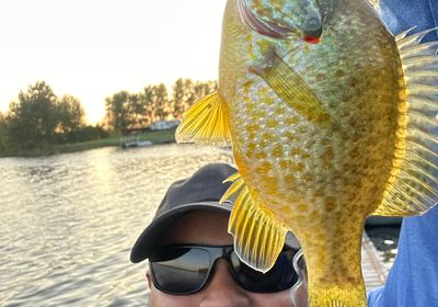 Pumpkinseed x Green sunfish