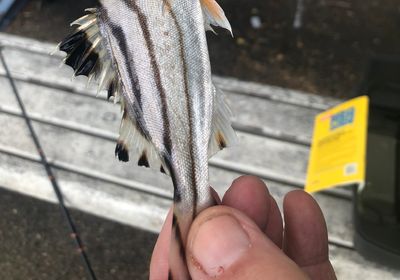 Eastern striped grunter