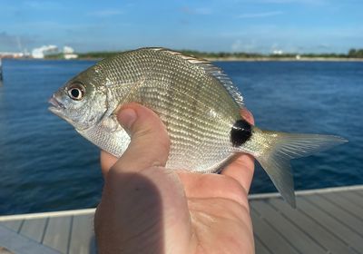 Spottail seabream