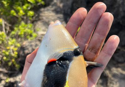 Wedge-tail triggerfish