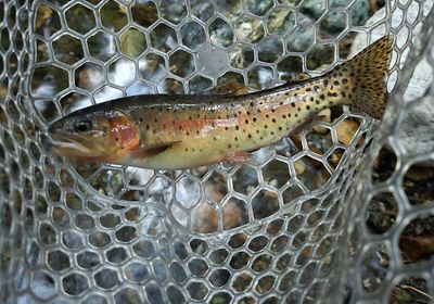 Rio Grande cutthroat trout