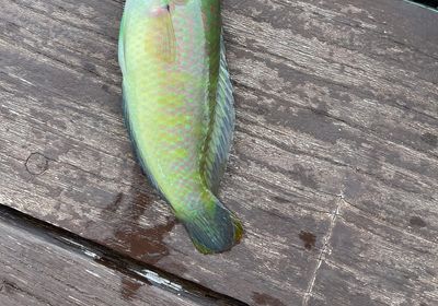 Bubblefin wrasse