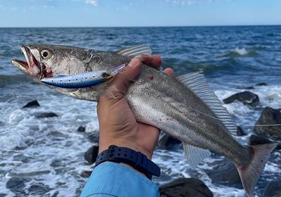 Silver seatrout