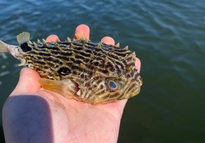 Striped burrfish