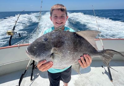 Ocean triggerfish