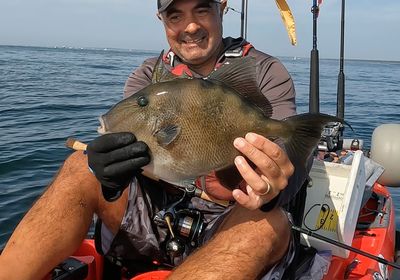 Grey triggerfish