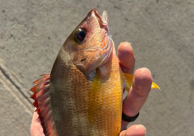 Blacktail snapper