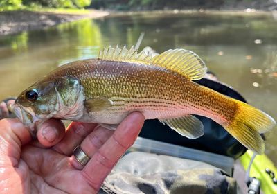 Tallapoosa bass