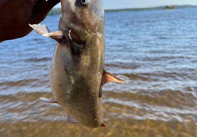 White bullhead