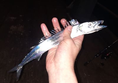 Sawtooth barracuda