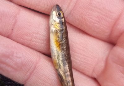 Eurasian minnow