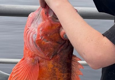 Green blotched rockfish