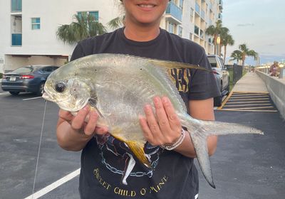 Palometa