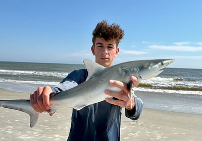 Silky shark