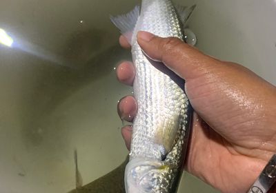 Yellow-eye mullet