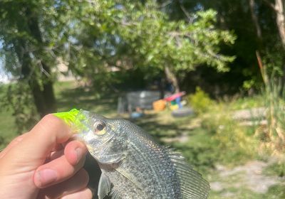 Utah chub